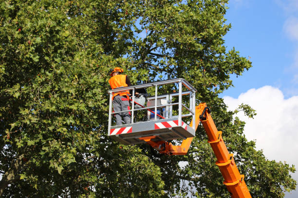 Trusted Bangor Base, WA Tree Removal and Landscaping Services Experts